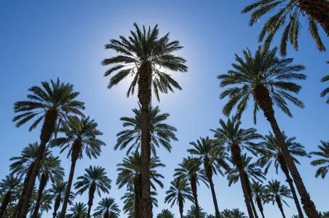 Date palms Stock Photos