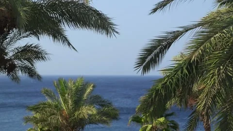 Date palms with ripe dates sway in the wind against the blue sky and the sea Stock Footage 222801510