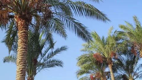 Date palms with ripe dates sway in the wind against the blue sky Stock Footage 223376363