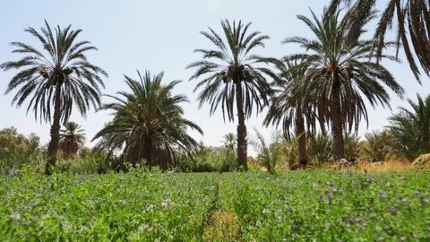 Date palms shooting from lower angle Stock Footage 95004529