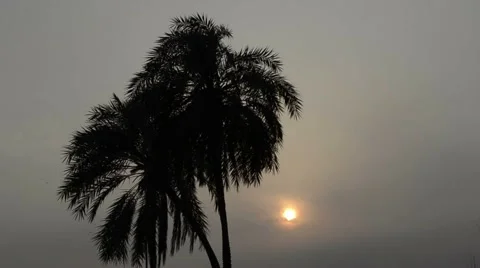 Date palms silhouette at sunset Stock Footage 60211760