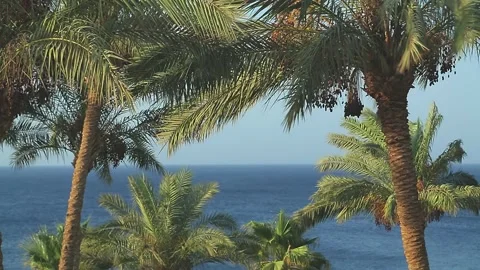 Date palms sway in the wind against the background of the sea 库存影片 166409088