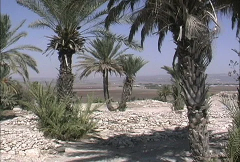 Date palms at Tel Megiddo Stock Footage 275048
