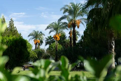 Date palms on which bunches of dates grow Stock Photos