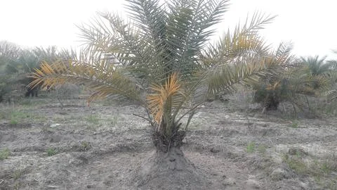 Date Pam Tree Looking so beautiful. Stock Photos