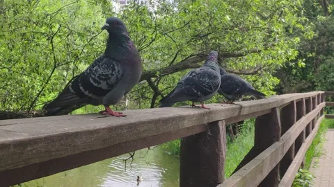 Date of the Pigeons Stock Footage 154963055