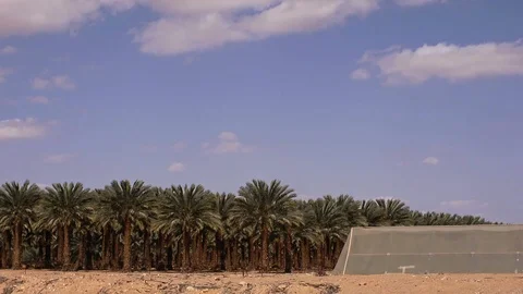 Date Plantation Stock Footage 113321549