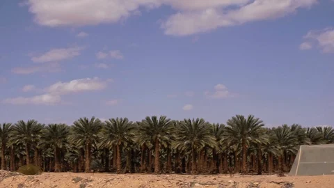 Date Plantation Stock Footage 113321561