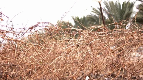 Date Plantation Stock Footage 113321570