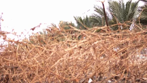 Date Plantation Stock Footage 113321579