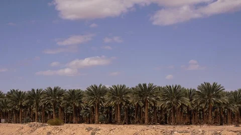 Date Plantation Stock Footage 113321621