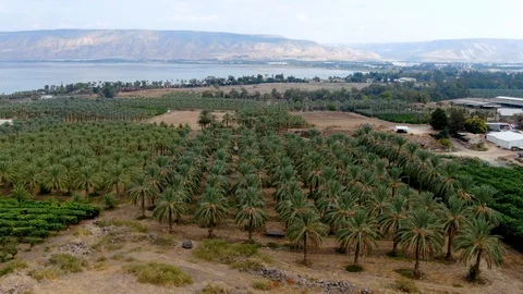 Date plantation Stock Footage 124307867