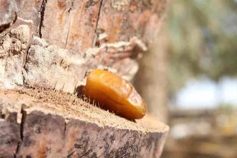 Date resting on a palm tree trunk in the Tunisian oasis Stock Photos