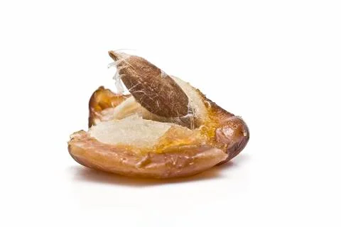 Date showing its seed. Foto stock