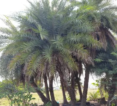 Date tree background Stock Photos