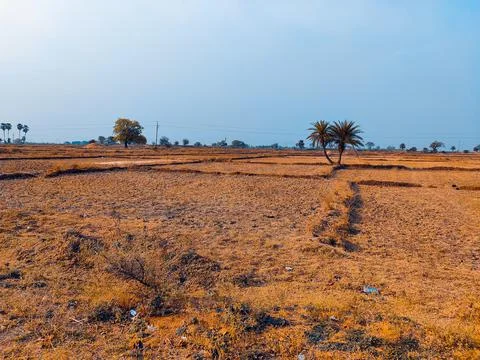 Date tree in big fields Stock Photos