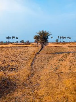 Date tree in field Foto stock