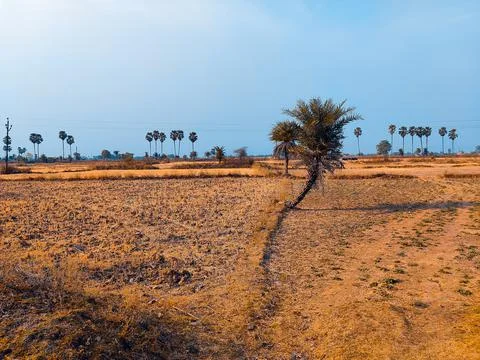 A date tree in fields Stock Photos