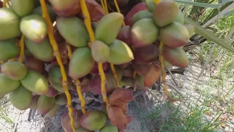 Date Tree Having Bunches Of dates Stock Footage 292887188