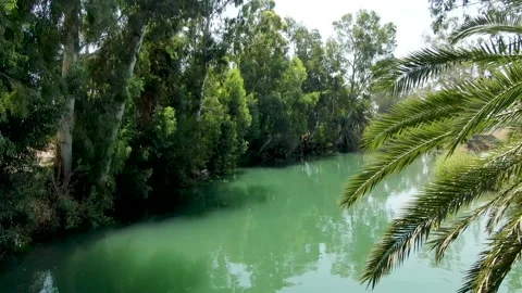 Date tree at the Jordan River. Israel Stock Footage 145461018