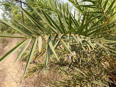 Date tree leafs Stock Photos