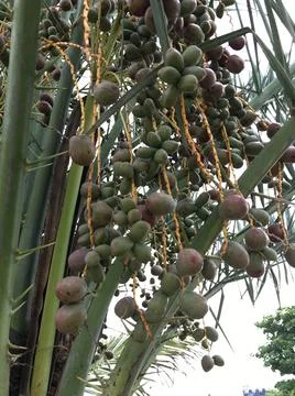 The date tree Stock Photos