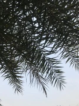 The date tree Stock Photos