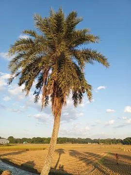 The date tree on the side of the road  bright sunlight Stock Photos