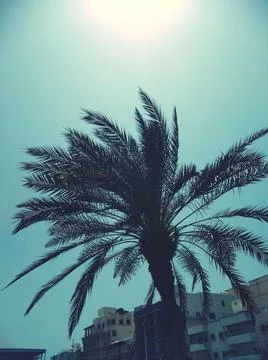 The date tree with sunlight view in the sky Stock Photos