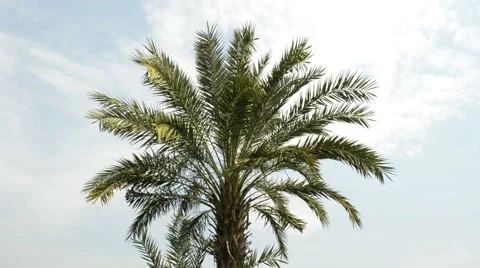 Date tree in the wind Stock Footage 59757284