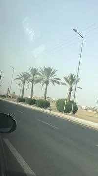 The date trees beside the road Stock Photos