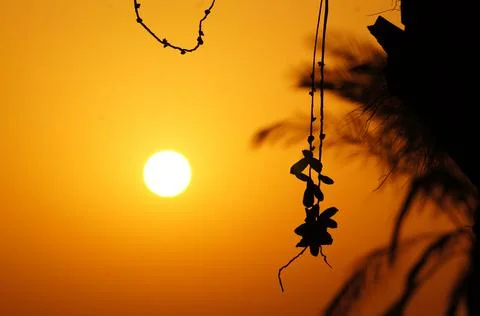 Dates and Palm Tree with sunset Stock Photos