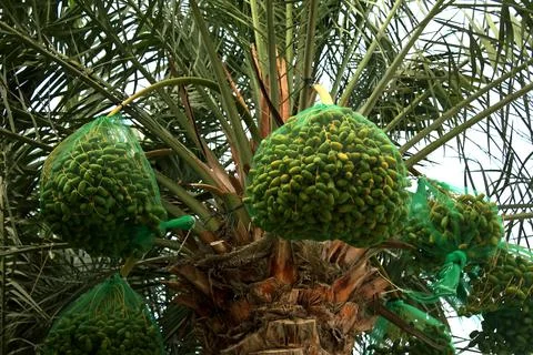Dates are covered with plastic nets for protection Foto stock