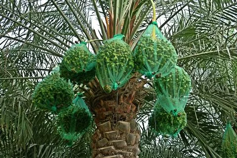 Dates are covered with plastic nets for protection Stock Photos