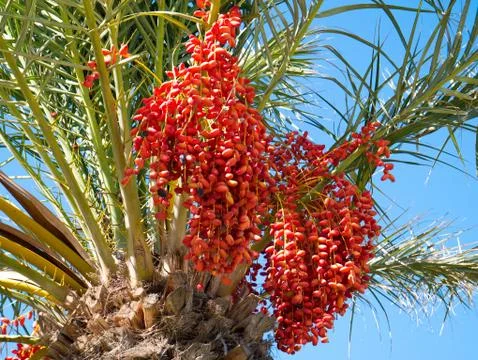 Dates are growing on a palm tree. Djerba Island, Tunisia. Stock Photos