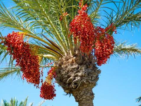 Dates are growing on a palm tree. Djerba Island, Tunisia. Stock Photos
