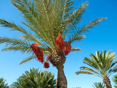 Dates are growing on a palm tree. Djerba Island, Tunisia. Stock Photos
