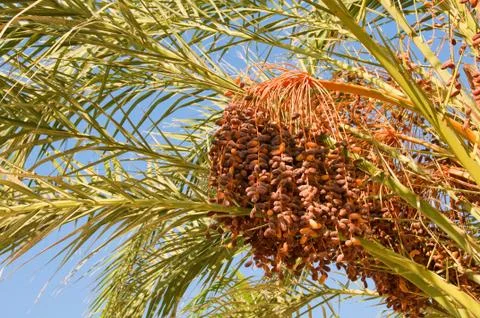 Dates branch Stock Photos