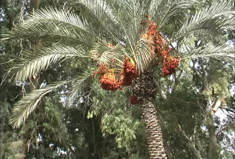 Dates on date palm  스톡 동영상 274969