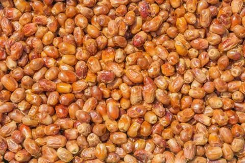 Dates dried in the sun Stock Photos