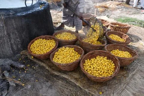 Dates farms Stock Photos