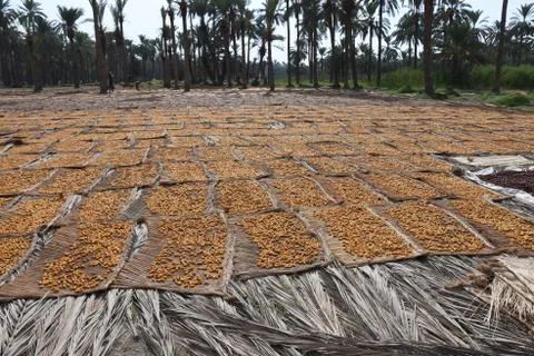 Dates Farms Stock Photos