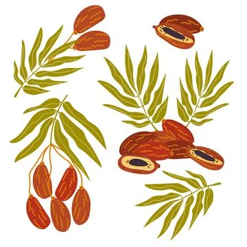 Dates fruit elements set for food packs and kitchen prints, hand drawn flat v Stock Illustration
