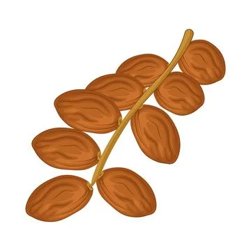 Dates Fruit Illustration Stock Illustration