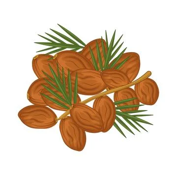 Dates Fruit Illustration Stock Illustration