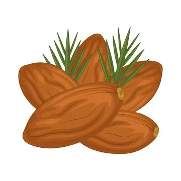 Dates Fruit Illustration Stock Illustration