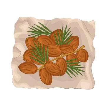 Dates Fruit Illustration Stock Illustration