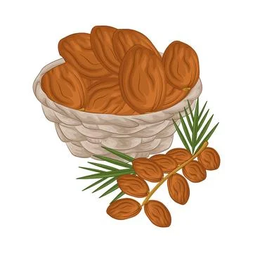 Dates Fruit Illustration Stock Illustration