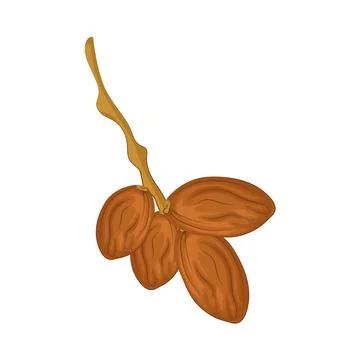 Dates Fruit Illustration Stock Illustration