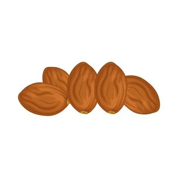 Dates Fruit Illustration Stock Illustration